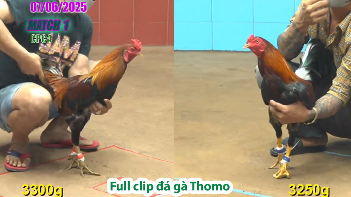 CPC4-TRẬN 1 | đá gà Thomo | 07/06/2025