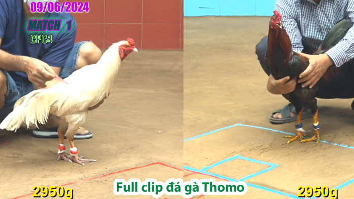 CPC4-TRẬN 1| đá gà Thomo | 09/06/2025