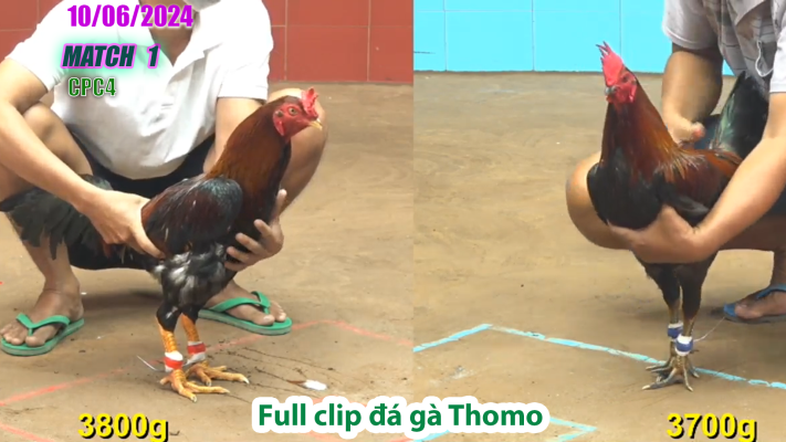 CPC4-TRẬN 1 | đá gà Thomo | 10/06/2025