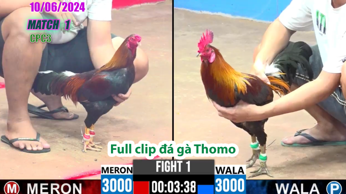 CPC3-TRẬN 1| đá gà Thomo | 10/06/2025