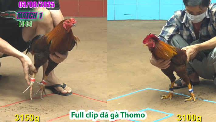 CPC4-TRẬN 1| đá gà Thomo | 03/06/2025