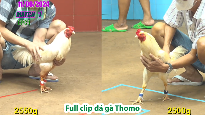 CPC4-TRẬN 1 | đá gà Thomo | 11/06/2025