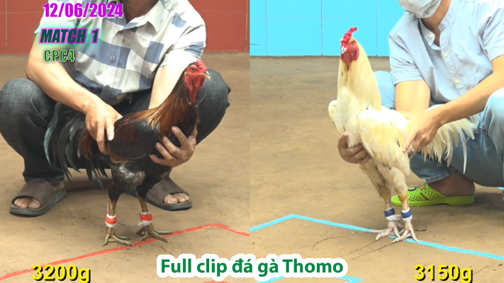 CPC4-TRẬN 1 | đá gà Thomo | 12/06/2025