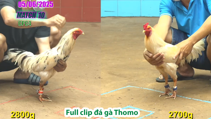 CPC4-TRẬN 10 | đá gà Thomo | 05/06/2025