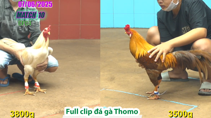 CPC4-TRẬN 10 | đá gà Thomo | 07/06/2025