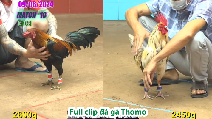 CPC4-TRẬN 10 | đá gà Thomo | 09/06/2025
