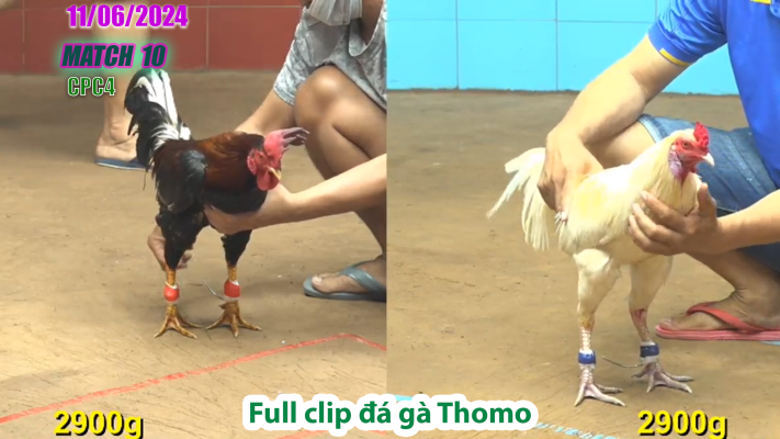 CPC4-TRẬN 10 | đá gà Thomo | 11/06/2025
