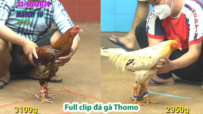 CPC4-TRẬN 10 | đá gà Thomo | 13/06/2025