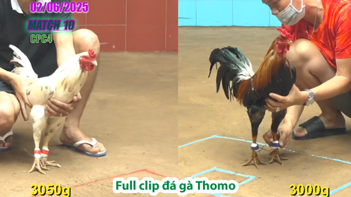 CPC4-TRẬN 10 | đá gà Thomo | 02/06/2025