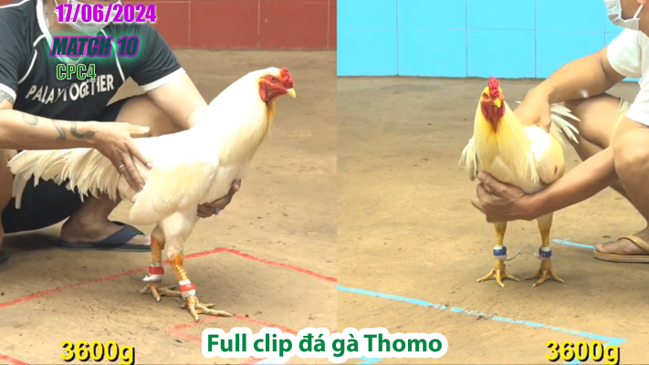 CPC4-TRẬN 10 | đá gà Thomo | 17/06/2025