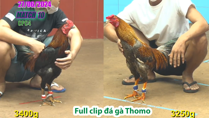 CPC4-TRẬN 10 | đá gà Thomo | 27/06/2025