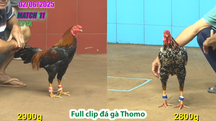 CPC4-TRẬN 11 | đá gà Thomo | 02/06/2025