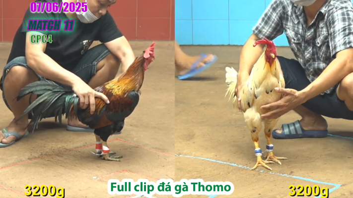 CPC4-TRẬN 11 | đá gà Thomo | 07/06/2025