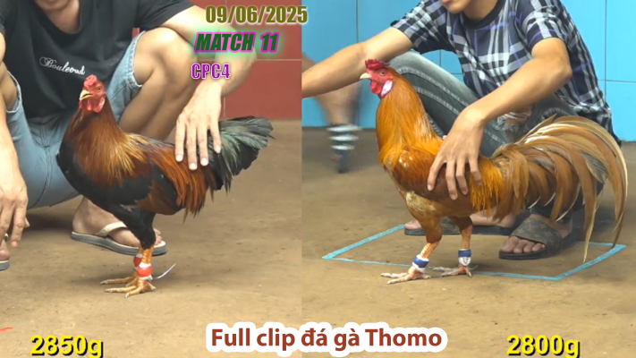 CPC4-TRẬN 11 | đá gà Thomo | 09/06/2025