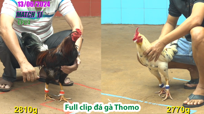 CPC4-TRẬN 11 | đá gà Thomo | 13/06/2025