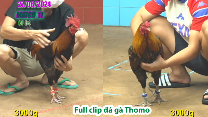 CPC4-TRẬN 11 | đá gà Thomo | 27/06/2025