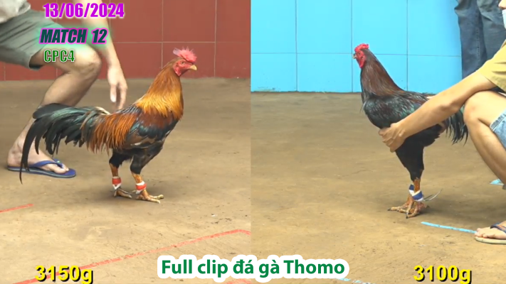 CPC4-TRẬN 12 | đá gà Thomo | 13/06/2025