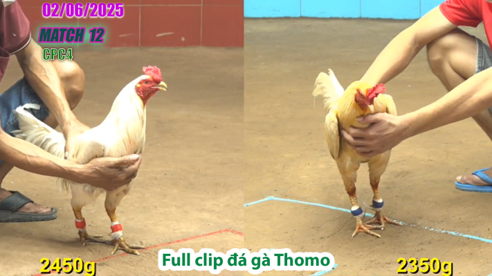 CPC4-TRẬN 12 | đá gà Thomo | 02/06/2025