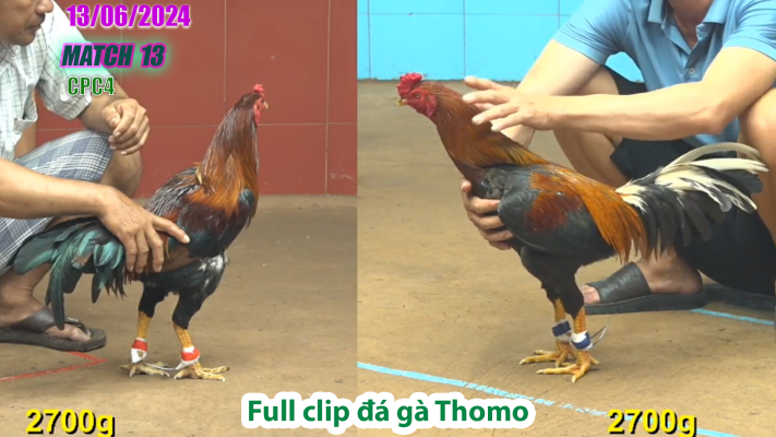 CPC4-TRẬN 13 | đá gà Thomo | 13/06/2025
