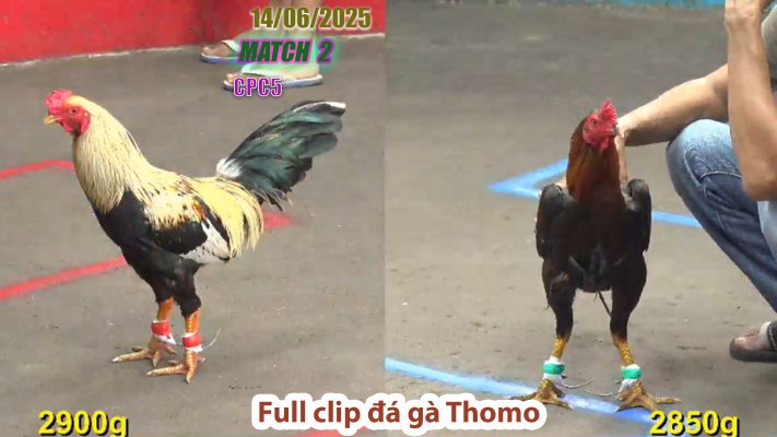 CPC5-TRẬN 2 | đá gà Thomo | 14/06/2025