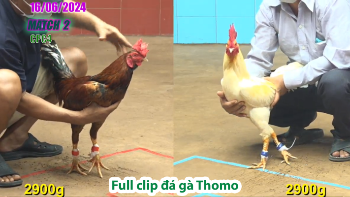 CPC4-TRẬN 2 | đá gà Thomo | 16/06/2025