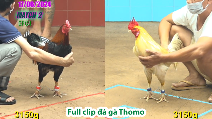 CPC4-TRẬN 2 | đá gà Thomo | 17/06/2025