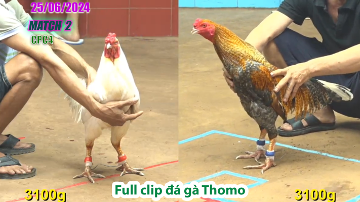 CPC4-TRẬN 2 | đá gà Thomo | 25/06/2025