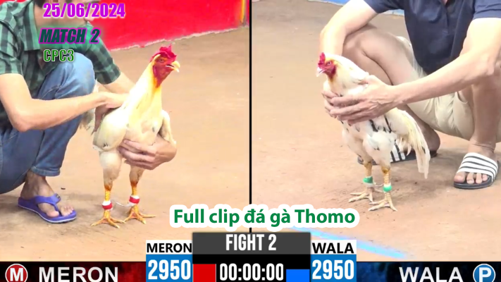 CPC3-TRẬN 2 | đá gà Thomo | 25/06/2025