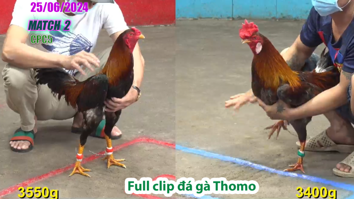 CPC5-TRẬN 2 | đá gà Thomo | 25/06/2025