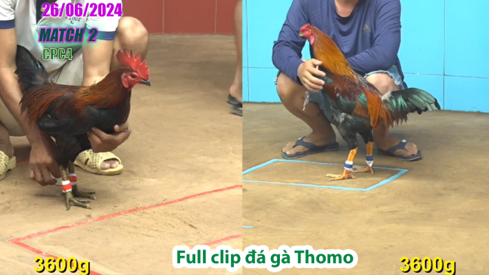 CPC4-TRẬN 2 | đá gà Thomo | 26/06/2025