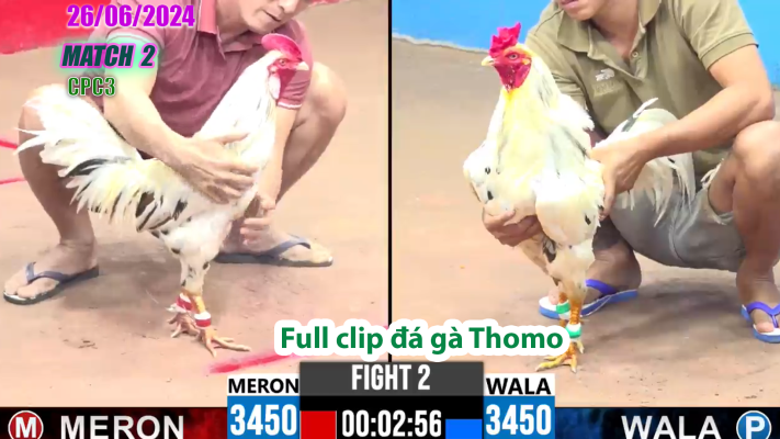 CPC3-TRẬN 2 | đá gà Thomo | 26/06/2025