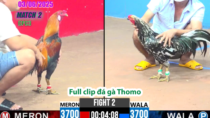 CPC3-TRẬN 2 | đá gà Thomo | 03/06/2025