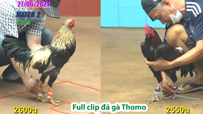 CPC4-TRẬN 2 | đá gà Thomo | 27/06/2025