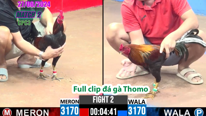CPC3-TRẬN 2 | đá gà Thomo | 27/06/2025
