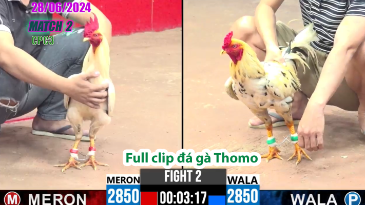 CPC3-TRẬN 2 | đá gà Thomo | 28/06/2025