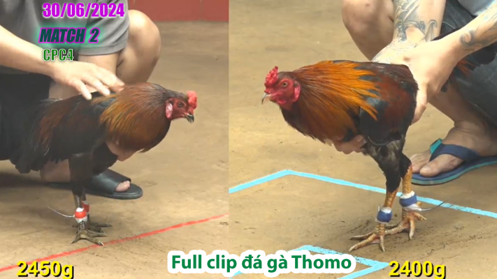 CPC4-TRẬN 2 | đá gà Thomo | 30/06/2025