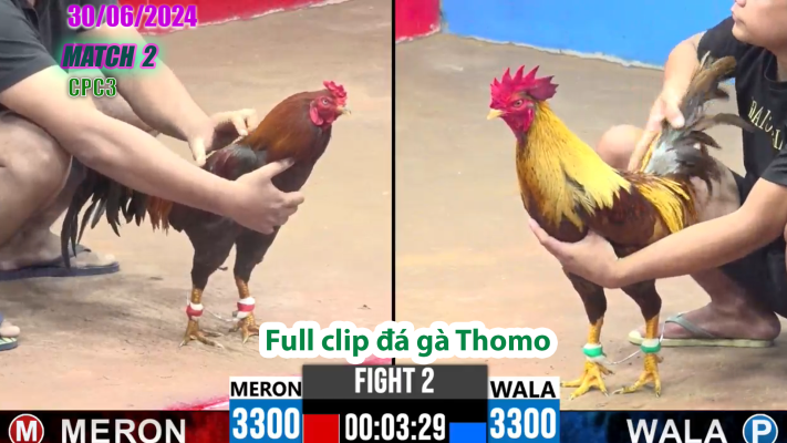 CPC3-TRẬN 2 | đá gà Thomo | 30/06/2025