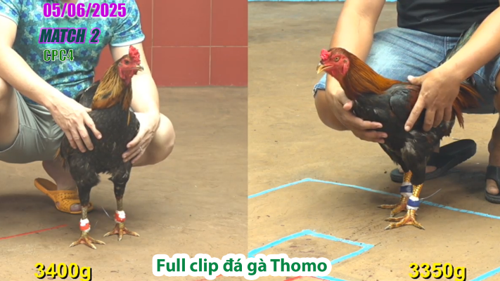 CPC4-TRẬN 2 | đá gà Thomo | 05/06/2025