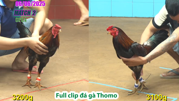 CPC4-TRẬN 2 | đá gà Thomo | 06/06/2025