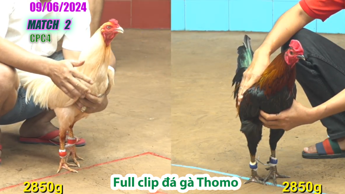 CPC4-TRẬN 2 | đá gà Thomo | 09/06/2025