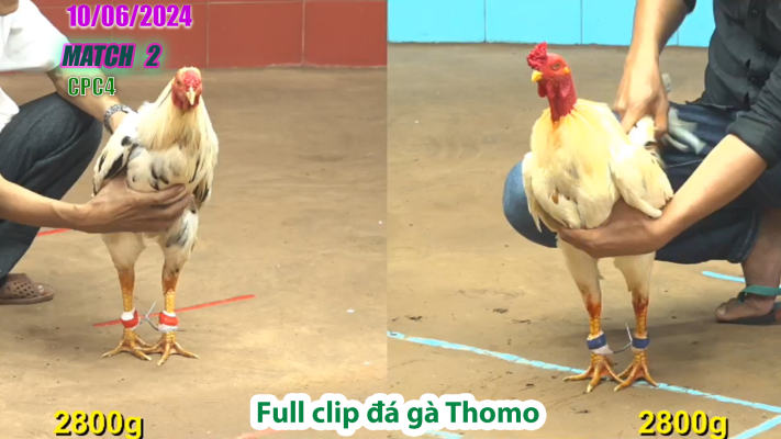 CPC4-TRẬN 2 | đá gà Thomo | 10/06/2025