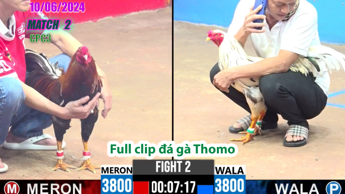 CPC3-TRẬN 2 | đá gà Thomo | 10/06/2025