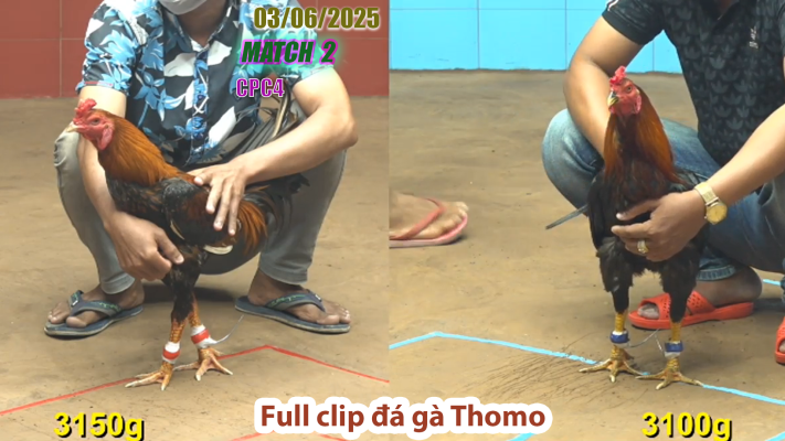 CPC4-TRẬN 2 | đá gà Thomo | 03/06/2025