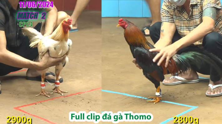 CPC4-TRẬN 2 | đá gà Thomo | 11/06/2025