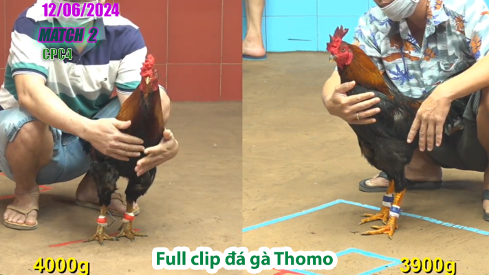 CPC4-TRẬN 2 | đá gà Thomo | 12/06/2025