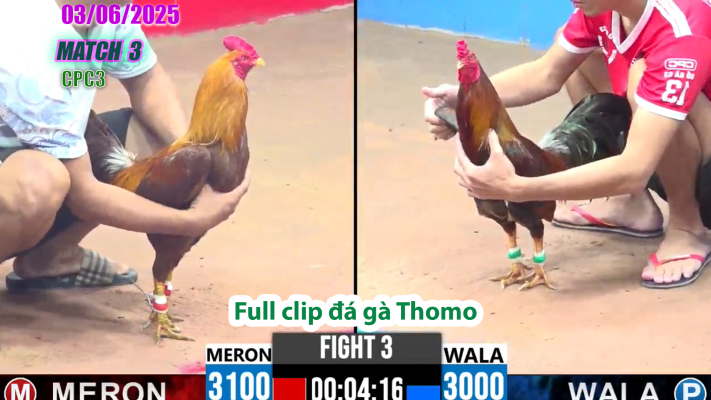 CPC3-TRẬN 3 | đá gà Thomo | 03/06/2025