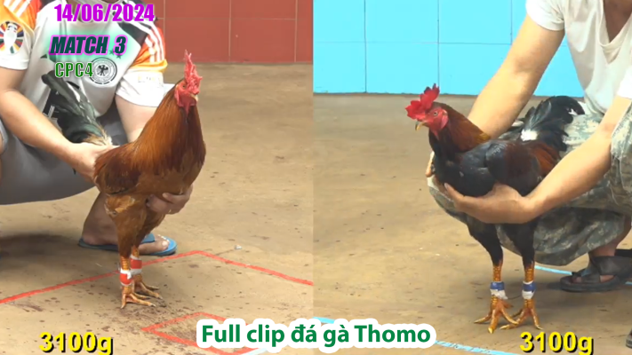 CPC4-TRẬN 3 | đá gà Thomo | 14/06/2025