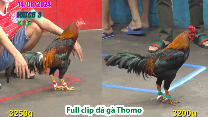 CPC5-TRẬN 3 | đá gà Thomo | 14/06/2025