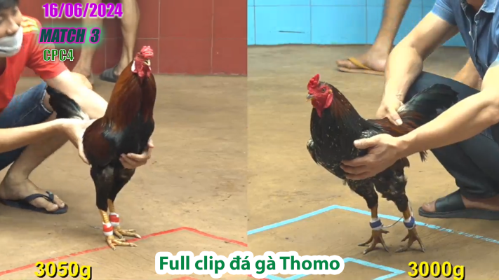 CPC4-TRẬN 3 | đá gà Thomo | 16/06/2025