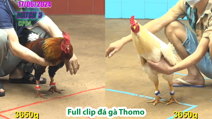 CPC4-TRẬN 3 | đá gà Thomo | 17/06/2025